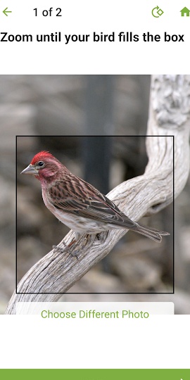 Merlin Bird ID by Cornell Lab